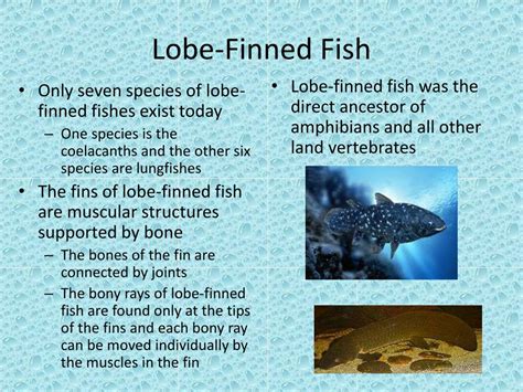 lobe finned fish|What are the two types of lobe.